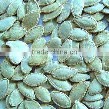 organic pumpkin seed kernel