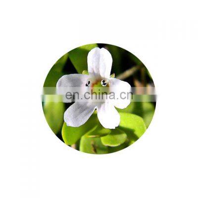 Bacopa Monnieri Extract Powder 20% - 50% Bacosides UV HPLC