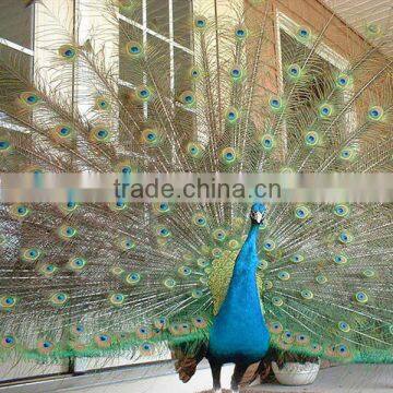 wholesale natural peacock feather decorative birds