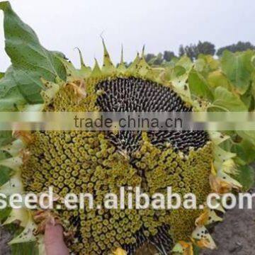 bulk sunflower seeds 1340