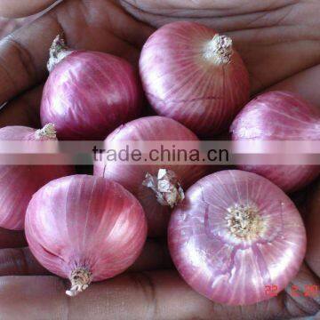 Fresh Round Red Onion