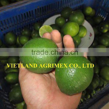 SEEDLESS LIME ON CROP 2016 HOT SALE BEST PRICE HIGH QUALITY