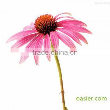 100% Natural Echinacea Extract Polyphenols 4% UV Improve Immunity