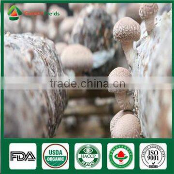 Canned Shiitake Mushrooms,Himalayan Mushroom,korean Mushroom photo-4