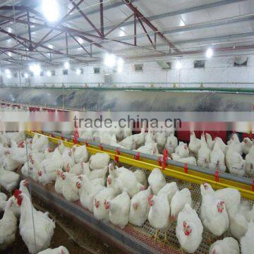 automatic poultry farming equipment for broiler breeder chicken