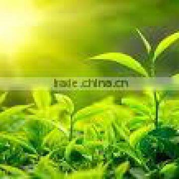 Green Tea SP2 ( Super Pekoe 2 ) is Famous Organic Tea From Tea Paris Viet Nam photo-5