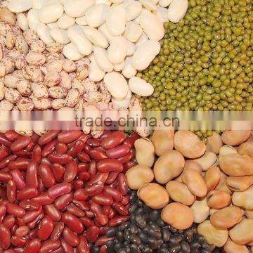 China kidney beans Top beans alubia bean