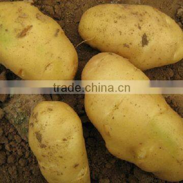 Chinese 2011 Fresh Potato in Good Quality and Low Price
