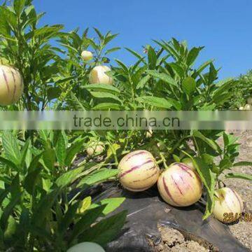 Hybrid F1 Solanum Muricatum Pepino Cucumber Seeds For Planting photo-4