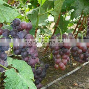 grape tree seedling