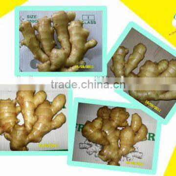 Chinese Cheaper Fresh Ginger photo-4