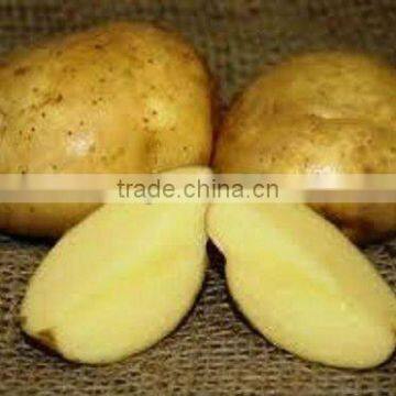 Certificated GAP Farm Potato for Chips French Fries