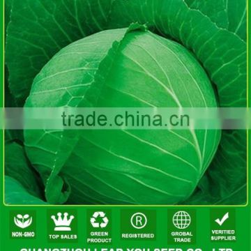 NC40 Shuru Best Cabbage seeds for open field, seeds breeder