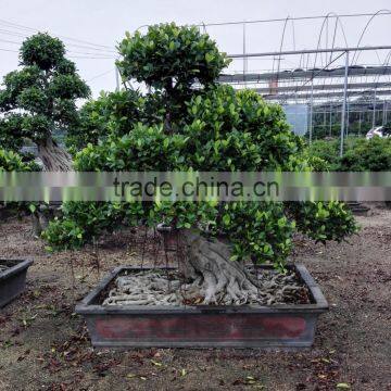 Ficus microcarpa bonsai tree Good Shaped