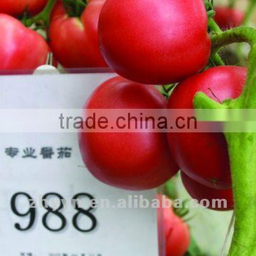 ZhongYan 988 Pink Tomato Seeds