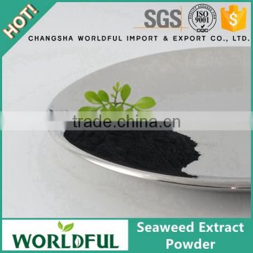 Hot sale perfect organic fertilizer sargassum soluble seaweed extract powder