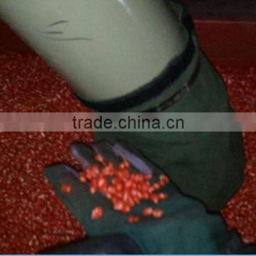 Maize Seed Processing Machine Plant of 10 T/h Capacity photo-6