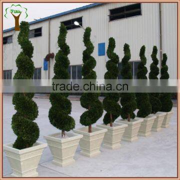 Commercial Decorative Preserved Spiral Boxwood Topiary photo-3
