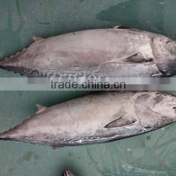 Frozen New Fish Bonito Tuna Whole photo-3