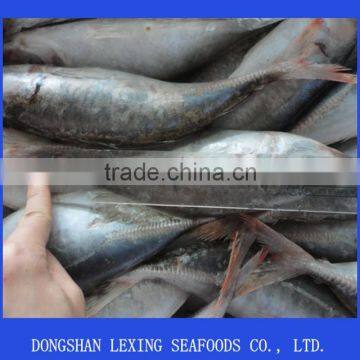 frozen red tail horse mackerel