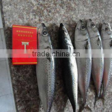 New frozen mackerel from china