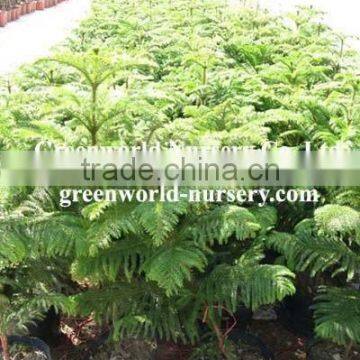 Araucaria cunninghamia indoor plants