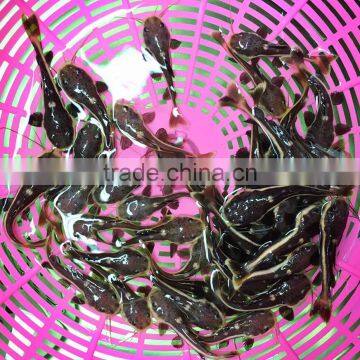 Red tail cat fish for aquarium fish export
