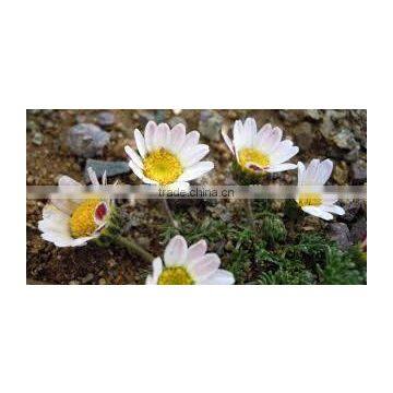 Anacyclus Pyrethrum photo-2