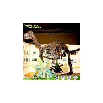 Science Educationa Equipment Fiberglass Dinosaur Fossil Replica photo-2