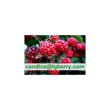 (Anthocyanin 5%-70%)-Anthocyanin professional factory/raspberry extract