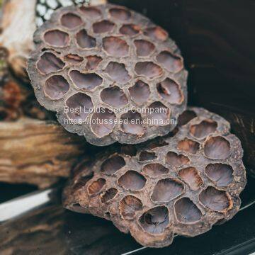 Dried Natural Arrangements Decoration Lotus Seedpod Head Shell Herbal Medicine Wholesaler Exporter Supplier photo-3
