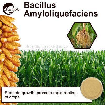 Bacillus Amyloliquefaciens photo-3