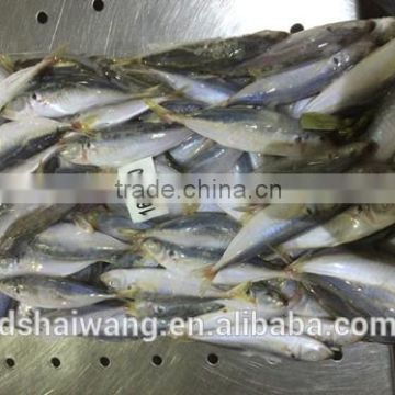 Frozen horse mackerel Trachurus Japonicus exports with size 160 - 180 pcs