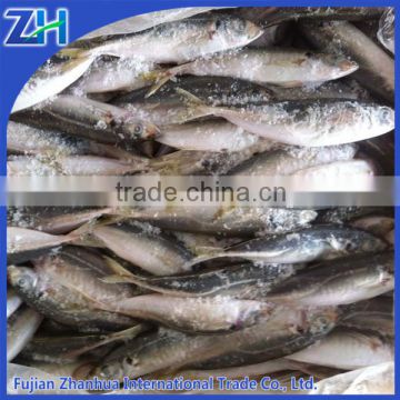 frozen fish horse mackerel 20cm for Africa market