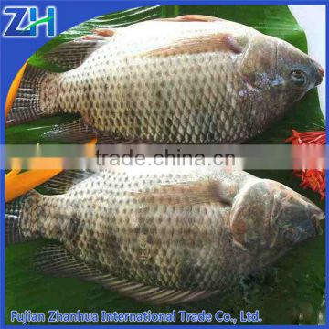 Frozen Tilapia Fish whole round GS