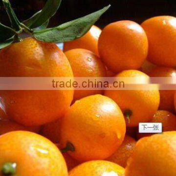 Fresh kumquat fruit