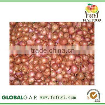 2015 100% Fresh shallot onion in China