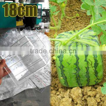 watermelon transparent plastic box