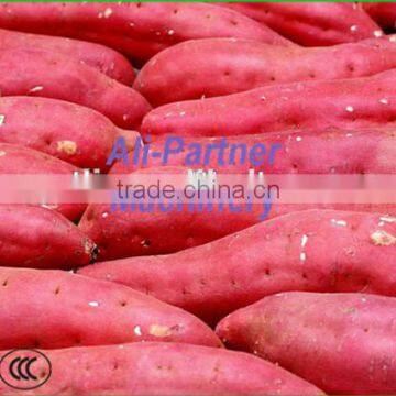 Hot Sale Potato Garlic Cleaning Peeling Machine for Commercial Use photo-6