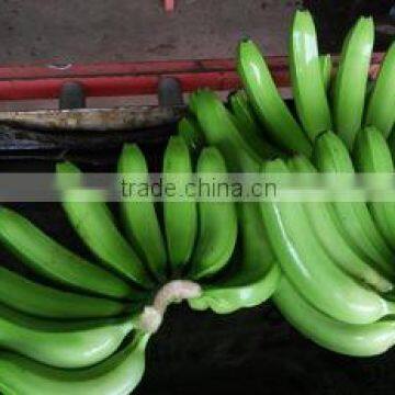 PREMIUM QUALITY FRESH CAVENDISH BANANA SPECIFICATION