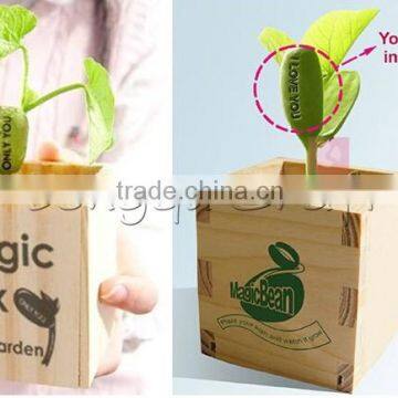 Promotional Gift Message Bean With Wooden Box, Make Magic Beans photo-2
