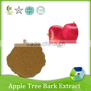 pure Apple Tree bark extract 80% Phloridzin