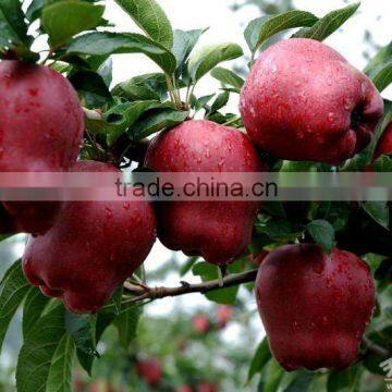 huaniu apple 100-113-125 so good colour from gansu