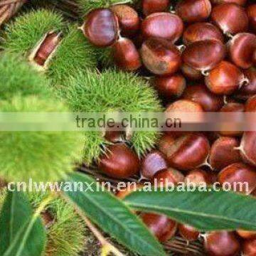 chestnut,fresh chestnut,chinese chestnut ,chestnut supplier