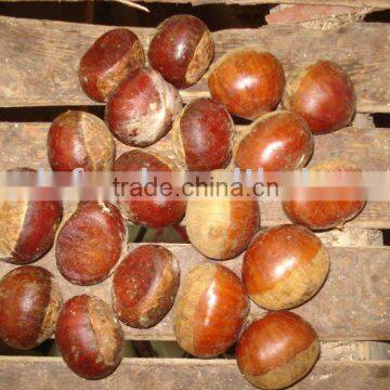 chestnut supplier