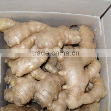 air-dried ginger