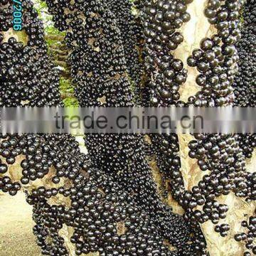 Jaboticaba Seeds Jabuticaba Guapuru Hivapuru Sabara Ybapuru Brazilian Grape Tree Seeds For Growing photo-5
