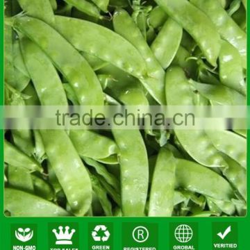 NPE01 Yiyan non hybrid snow pea seeds for growing