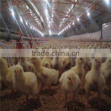 Poultry chicken broiler farm equipment