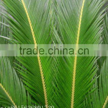Artificial Cycas Revoluta Sago Cycas for Jurassic Period Dinosaur Hall